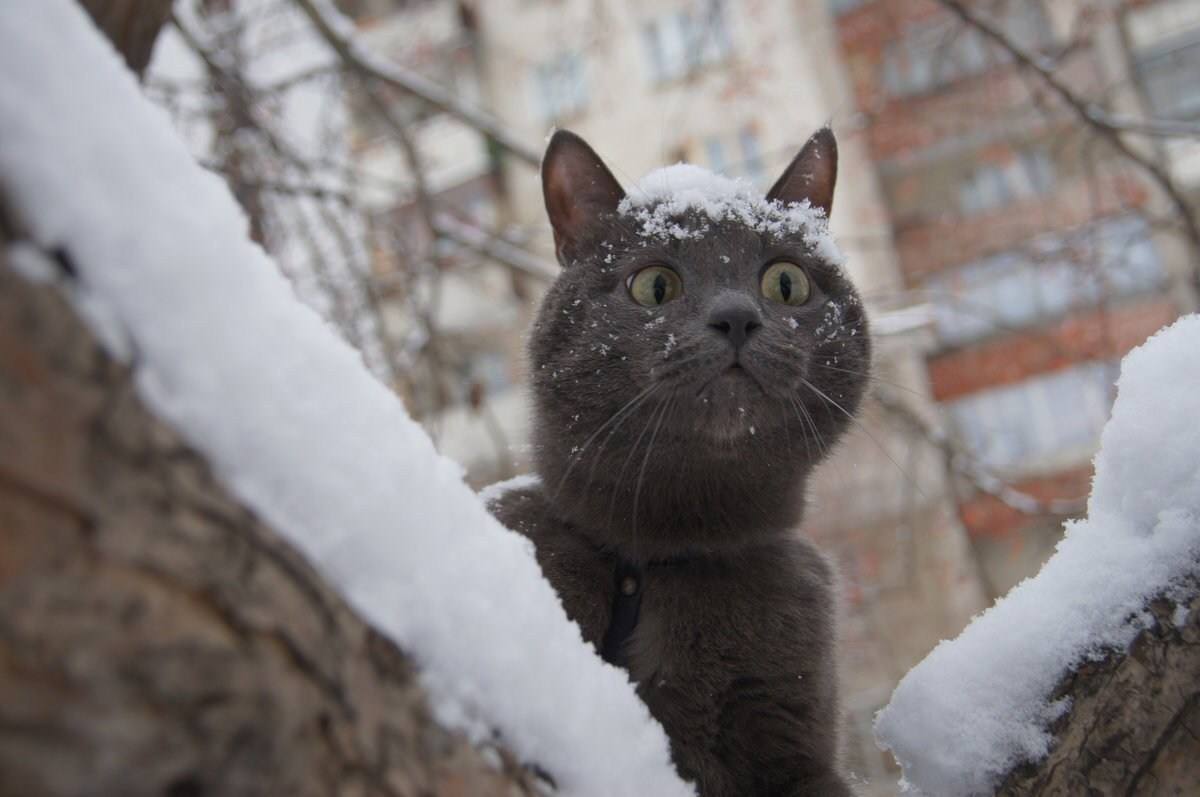 گربه های مسکو در زیر برف